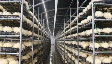 疆菌食用菌合作社：从种植到精深加工全产业链基地