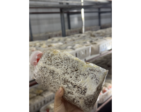 金耳菌棒短棒