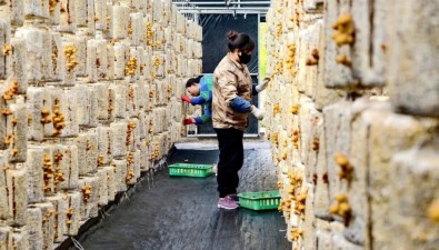 12万棒滑子菇迎来头茬采摘，产值预计达40余万元