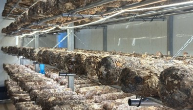 云南玉溪紅塔區探索“烤煙+食用菌”雙產融合新路徑