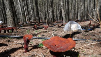 靈芝谷里種下金“仙草”，1期已完成種植500畝