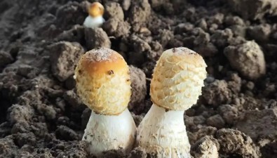 河南许昌建安区：每棚年净利润超2万元，鸡腿菇撑起“致富伞”