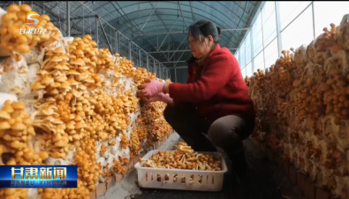 甘肅清水縣：已建成40個食用菌產(chǎn)業(yè)園