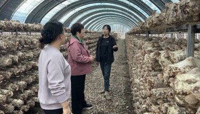 遼寧省農(nóng)科院食用菌所專家到新賓縣開展技術(shù)服務(wù)活動