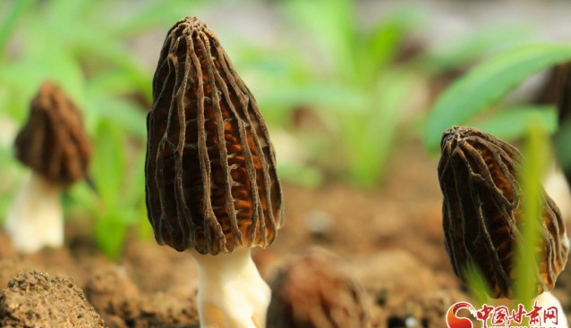 甘肅岷縣：羊肚菌喜獲豐收
