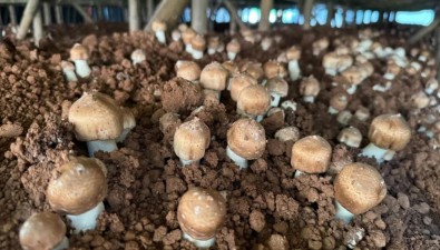 云南镇沅振太镇：姬松茸种植串起循环产业链