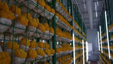 5G技术加持，金耳智能方舱打破种植魔咒