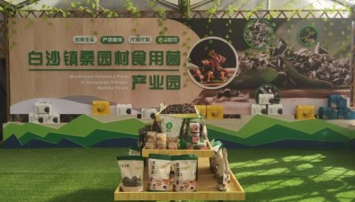 甘肃清水县白沙镇高起点建设食用菌产业园区