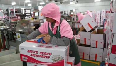 菇健生物：科技小蘑菇“出海”