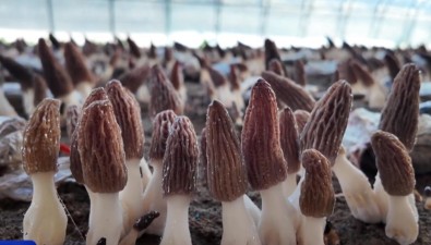 山西天镇县：三大羊肚菌种植示范基地正式开园