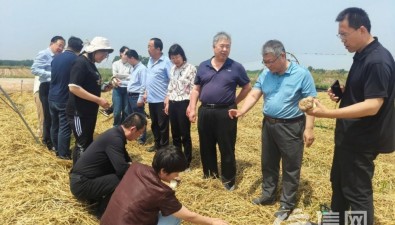 粮菇共生，黄淮海地区“粮菇轮作”现场观摩会在青岛举行