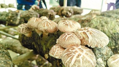 確石棒農業：種植食用菌520萬棒，總產值8000多萬元