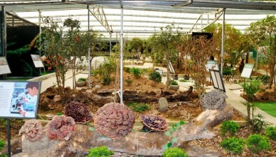 安徽旌德縣：1200㎡靈芝“博物館”，是一座知識寶庫