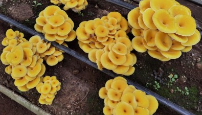 云南祿豐市：總產(chǎn)值達11.23億元