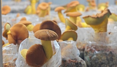 好消息！吃菌季开始，这里的见手青管够