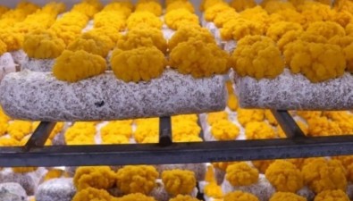 工厂里长出菌中黄金
