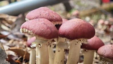 林下生金！福建东田赤松茸亩产破4000斤