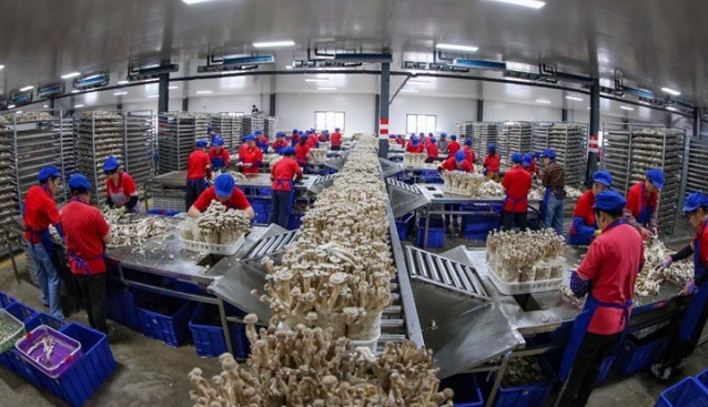 贵州玉屏：食用菌助力就业增收