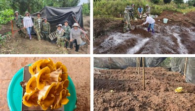 云南林业职业技术学院澳洲坚果示范基地林下食用菌现“蘑”力