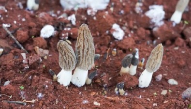 羊肚菌、虎掌菌、赤松茸……云南安宁菌香四溢