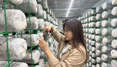 “智慧菇房”长出“金疙瘩”，“00后”重新定义菌菇种植方式