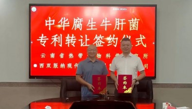 中华腐生牛肝菌人工栽培技术成功转化