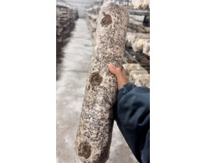 供应猴头菇菌棒长棒