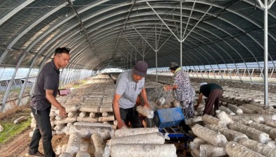 安徽涡阳县：食用菌大棚种西瓜，菌瓜轮作“两头甜”