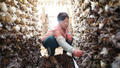 济宁联亿农业：打造年产2000吨出口干制食用菌加工基地