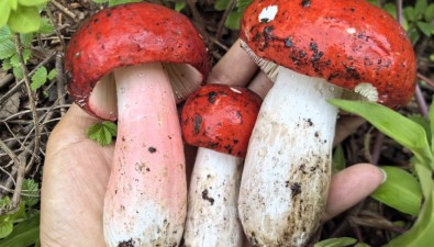 云南南华：野生菌破土，头水红菇领衔年度生态盛宴