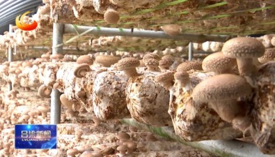 菌棒住进“数字房”，解码山西交口县食用菌科技振兴路