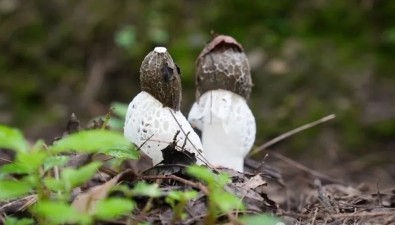 怒江福贡：“白裙”竹荪，舞出致富好“钱”景