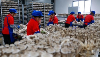 贵福菌业：智慧农业“菌工厂”规模化生产
