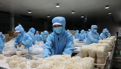 安徽康恒生物科技有限公司日产金针菇90吨