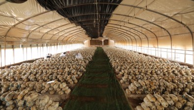 首批20万棒！双头双产灵芝“安家”甘肃陇西双泉镇