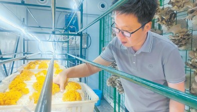 “移动菇房”可容纳3000多菌棒