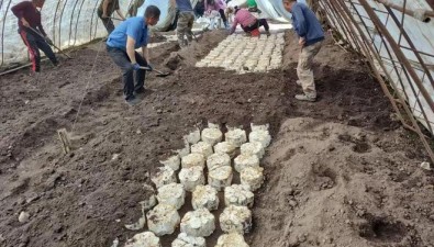 吉林通化县：从前“仙草”隐深山，今朝灵芝住大棚