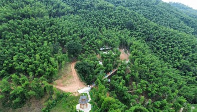 湖南桃江县：竹林生“金”，林下小菌菇开启四季套种大产业