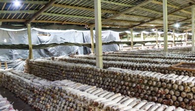 福建建宁县黄埠乡桂阳村茶树菇培育基地种植10多万个菌棒袋