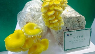 喝“茅台酒糟”长大的富硒榆黄菇，每棒节约成本0.3元！
