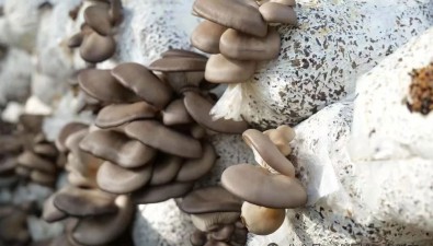 签订3万菌棒平菇订单，创新联农带农模式