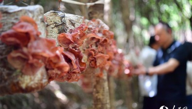 江西广昌：老林区有“新看头”