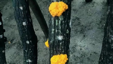 陕西一家庭农场试种椴木金耳成功