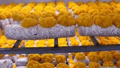 金融助力，食用菌企业快速发展