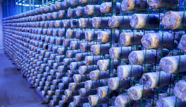 江苏滨海坎北街道吕滩村大力发展食用菌产业