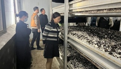 蘑菇工厂装上了“智慧大脑”