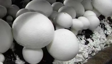 上海联中食用菌专业合作社带动菇农共同致富