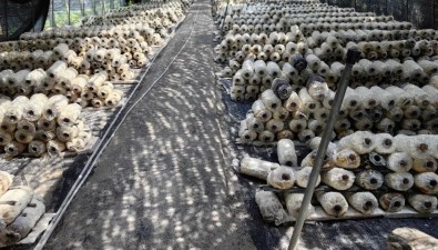 绿园食用菌合作社：建成占地100亩智能化食用菌基地