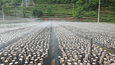 贵州毕节七星关野角乡百亩黑木耳基地，亩产值达4.5万元