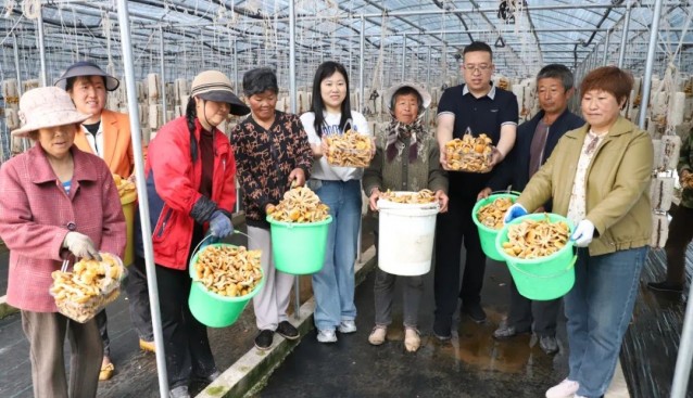 甘肃武山桦林镇食用菌示范园菌菇采收，村集体增收超30万元